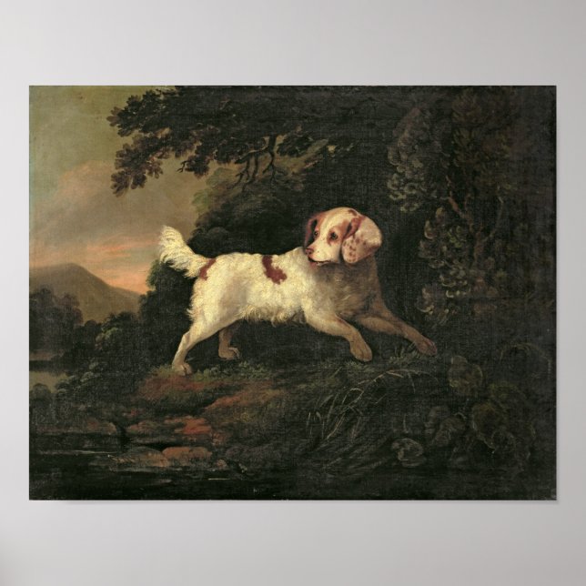 Study of Clumber Spaniel Poster (Front)