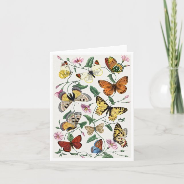 Study of diurnal butterflies by Paul Gervais Brief Card (Front)