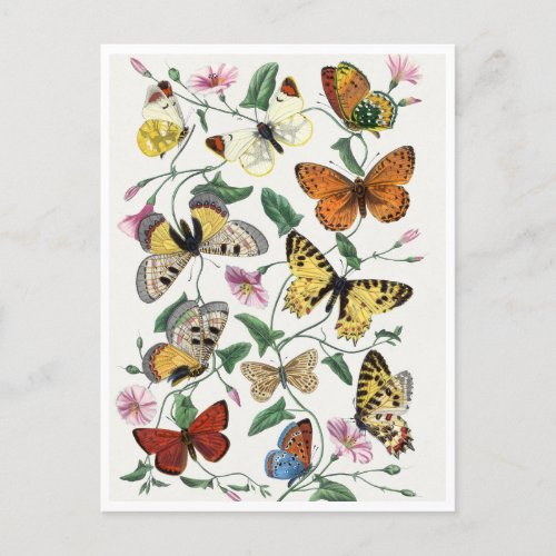 Study of diurnal butterflies by Paul Gervais Postcard