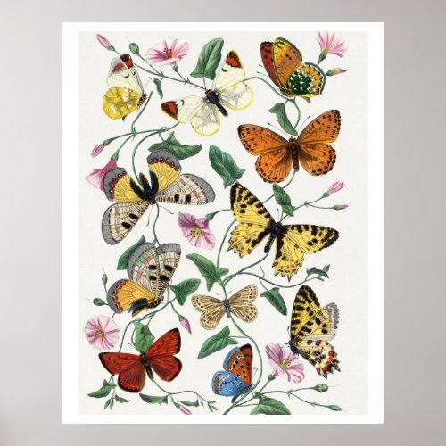 Study of diurnal butterflies by Paul Gervais Poster