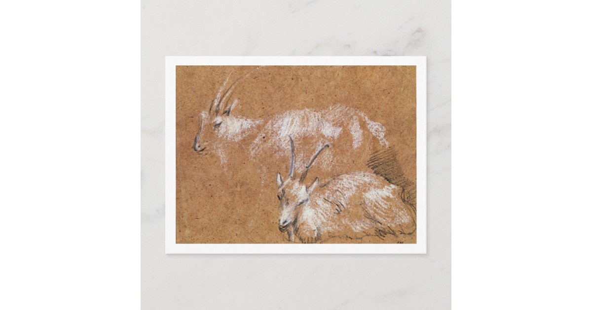 Study of Goats (drawing) Postcard | Zazzle