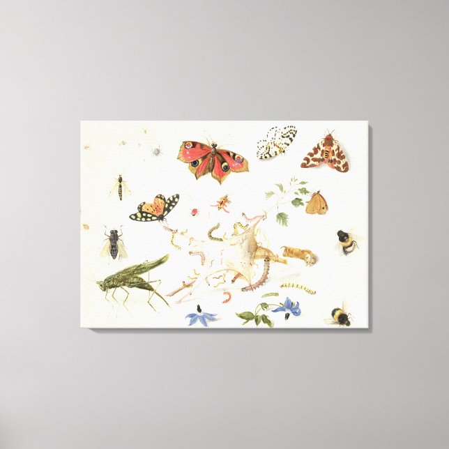 Study of Insects and Flowers Canvas Print (Front)