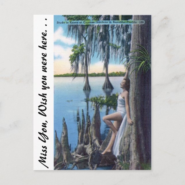 Study of Knees Postcard (Front)