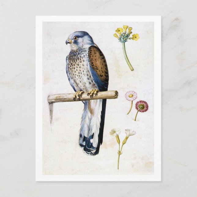 Study of Lesser Kestrel and Flower, Arcimboldo Postcard (Front)