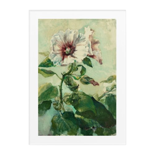 Study of Pink Hollyhocks in Sunlight Acrylic Print