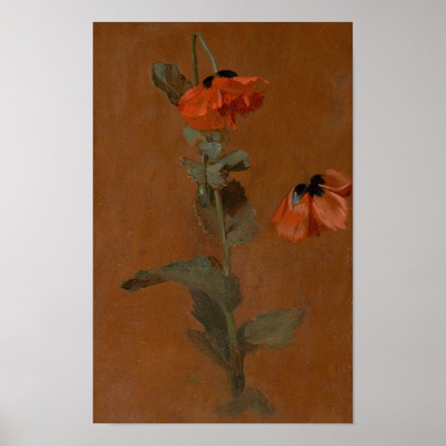 Study of Poppies – James Inskipp Poster (Front)