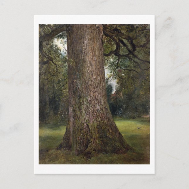 Study of the Trunk of an Elm Tree, c.1821 (oil on Postcard (Front)