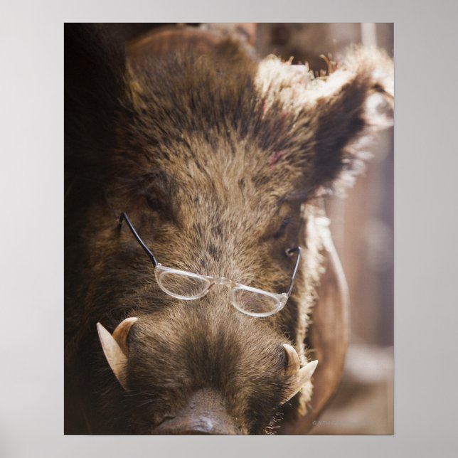 Stuffed Wild Boar Wearing Glasses Outside Poster (Front)