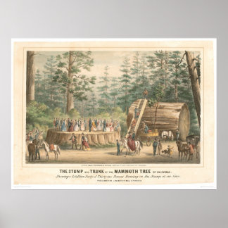 Stump of the Mammoth Tree of Calaveras (0977A) Poster