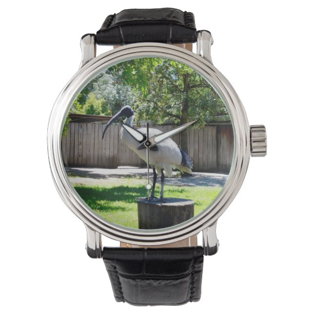 **"Stump Perch: The Bin Chicken's Resting Place"** Watch (Front)