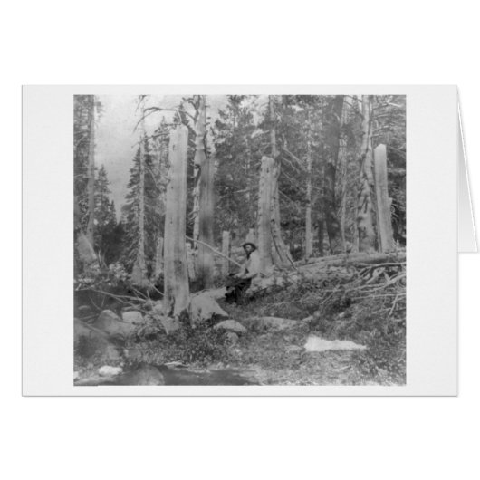 Stumps of Trees Cut down by Donner Party Cards (Front Horizontal)