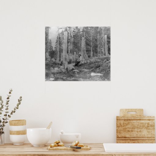 Stumps of Trees Cut down by Donner Party Poster | Zazzle