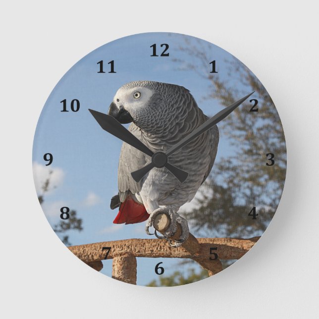 Stunning African Gray Parrot Round Clock (Front)
