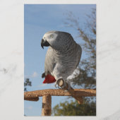 Stunning African Grey Parrot (Front)