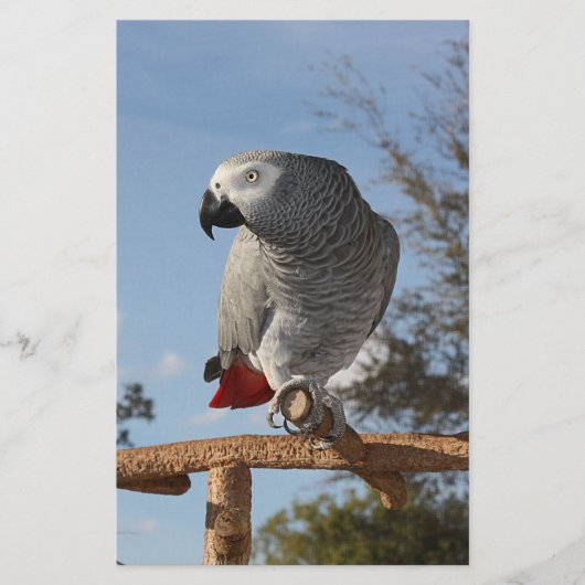 Stunning African Grey Parrot (Front)