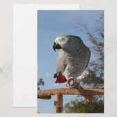 Stunning African Grey Parrot (Front/Back)