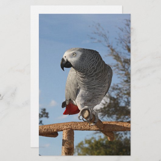 Stunning African Grey Parrot (Front/Back)