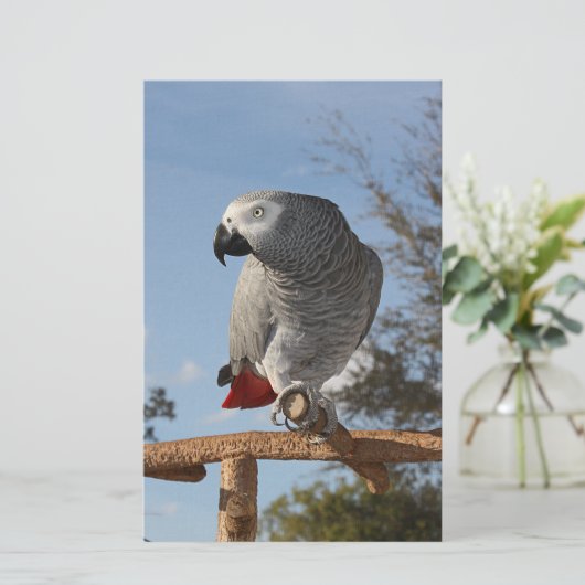 Stunning African Grey Parrot (Standing Front)