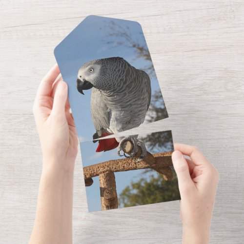 Stunning African Grey Parrot All In One Invitation