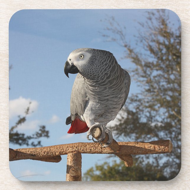 Stunning African Grey Parrot Beverage Coaster (Front)
