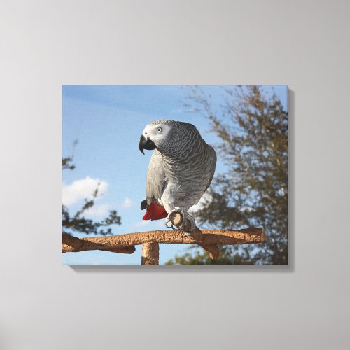 Stunning African Grey Parrot Canvas Print