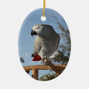 Stunning African Grey Parrot Ceramic Ornament
