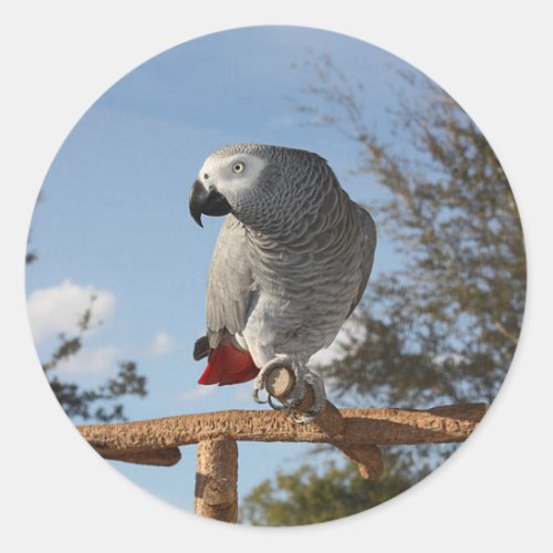 Stunning African Grey Parrot Classic Round Sticker