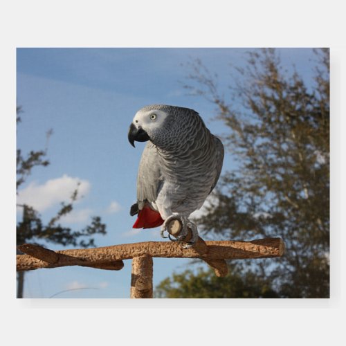 Stunning African Grey Parrot Foam Board