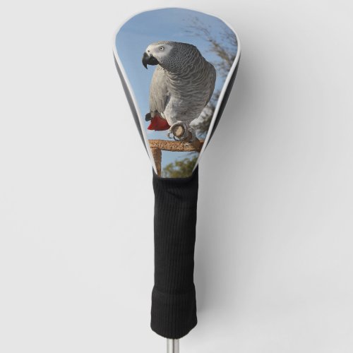 Stunning African Grey Parrot Golf Head Cover