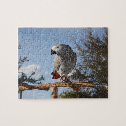 Stunning African Grey Parrot Jigsaw Puzzle