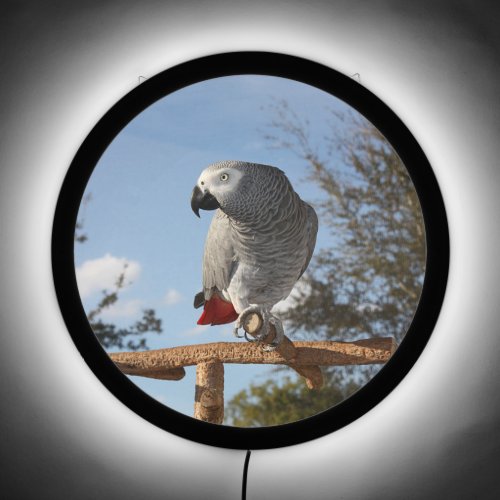 Stunning African Grey Parrot LED Sign