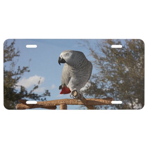 Stunning African Grey Parrot License Plate