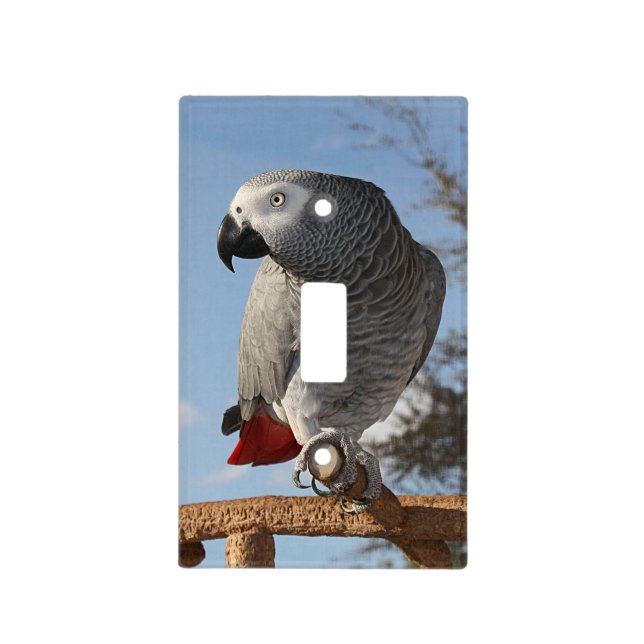 Stunning African Grey Parrot Light Switch Cover (Front)