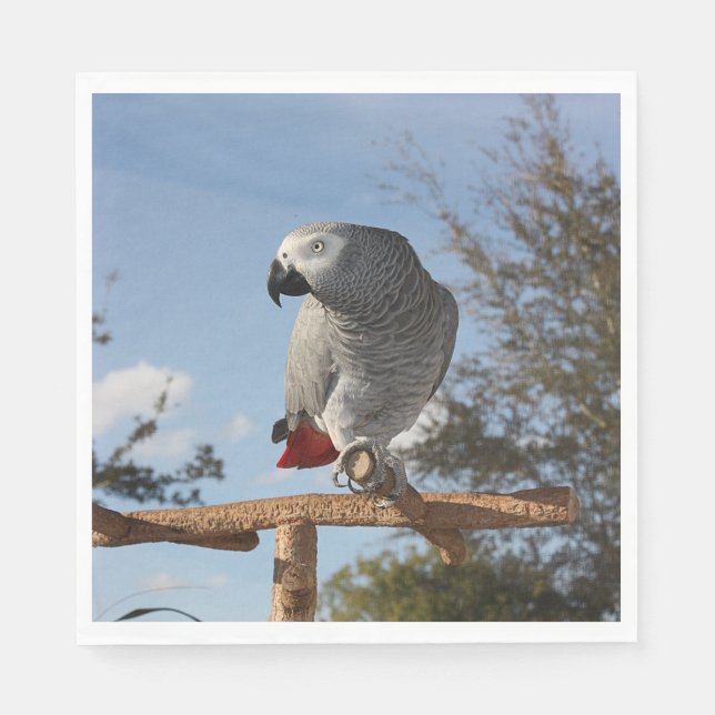 Stunning African Grey Parrot Paper Napkins (Front)