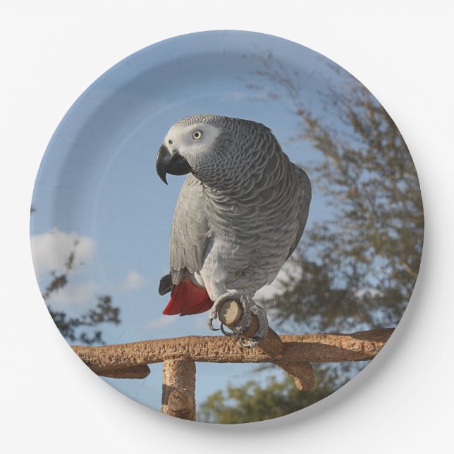 Stunning African Grey Parrot Paper Plates (Front)