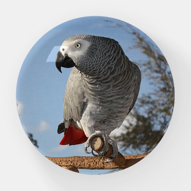 Stunning African Grey Parrot Paperweight (Front)