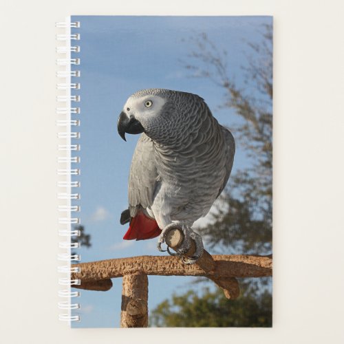Stunning African Grey Parrot Planner