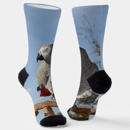 Stunning African Grey Parrot Socks