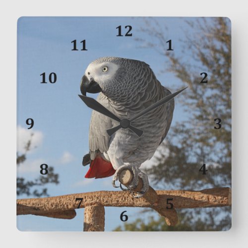 Stunning African Grey Parrot Square Wall Clock