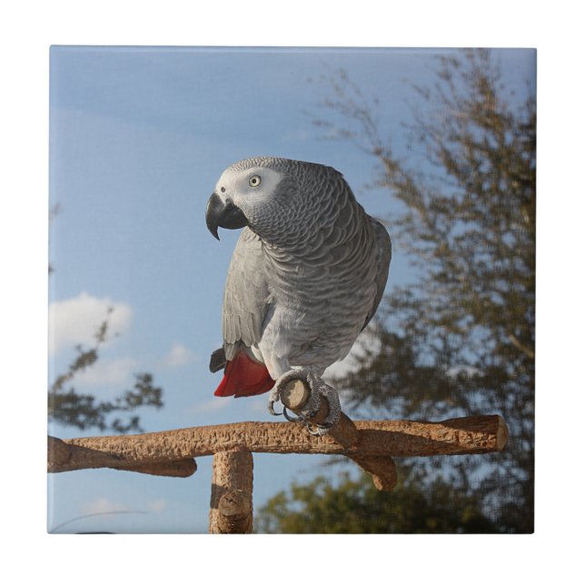 Stunning African Grey Parrot Tile (Front)