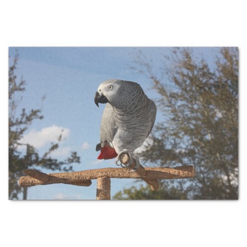 Stunning African Grey Parrot Tissue Paper