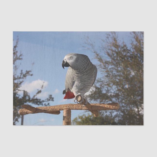 Stunning African Grey Parrot Tissue Paper (Front)