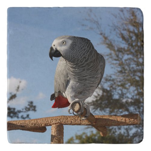 Stunning African Grey Parrot Trivet