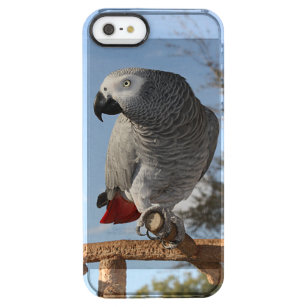 Stunning African Grey Parrot Clear iPhone SE/5/5s Case