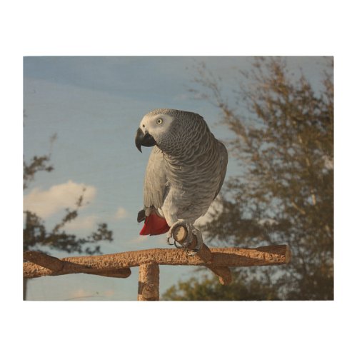 Stunning African Grey Parrot Wood Wall Decor