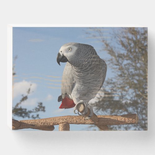 Stunning African Grey Parrot Wooden Box Sign
