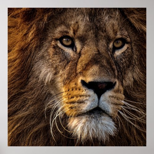 Stunning african lion closeup poster