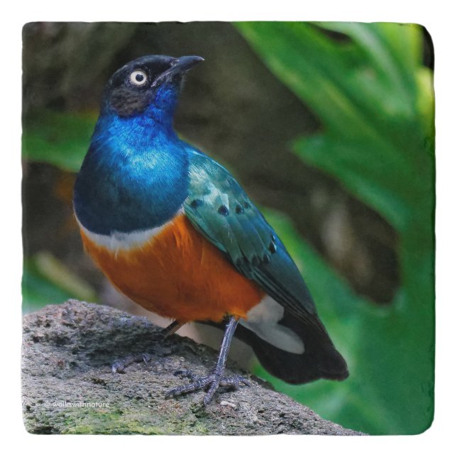 Stunning African Superb Starling on the Rocks Trivet (Front)