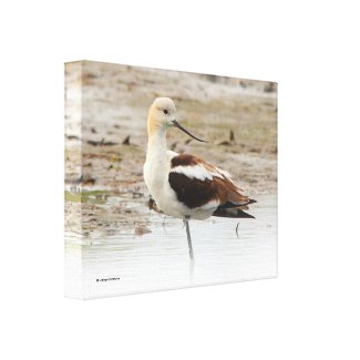 Stunning American Avocet Wading Bird at the Beach