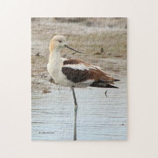 Stunning American Avocet Wading Bird at the Beach